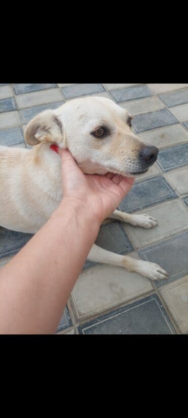 menali it adlari: Paroda ile qarışiq dişi həyəti qorumaq üçün it 1 yaş.Hürən — 2