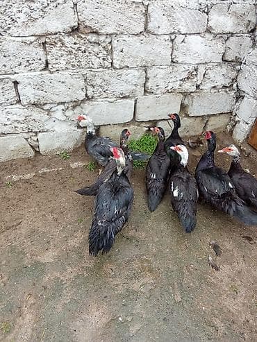 ordəyi: 6 fere 15 manat biri erkey 2 dene Macar biri birde zümrüt 25 manat — 1