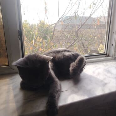 ingilis setter it cinsinin digər adı: Britan, Erkək, Yaxşı əllərə, Ünvandan götürmə — 6