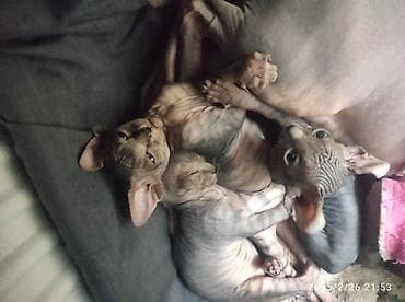 dişi dana: Sfinks, Erkək, Dişi — 8