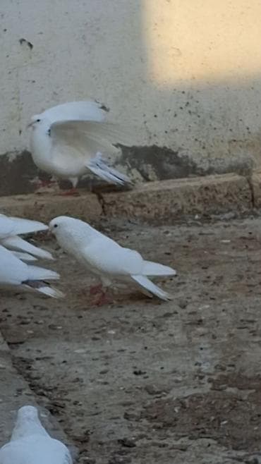 göyərçin üzükləri: Məhsul: Ev Göyərçinləri (müxtəlif rəng və naxışlarda)ucan çins — 1