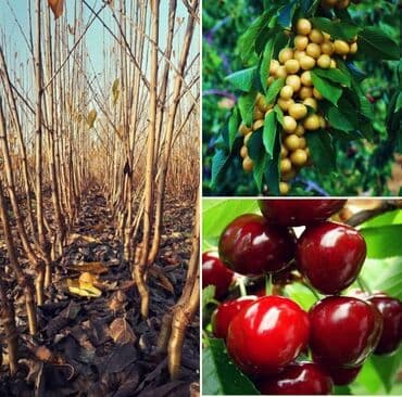 ağ gilas mürəbbəsi: Şahtut və gilas tingləri - Növ: Şirin gilas tingləri (ağ-sarı meyvəli — 1