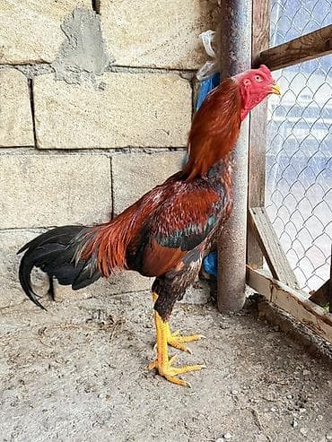 heyvan yemləri: Cins xoruz – uzunboylu, güclü bədən quruluşlu. - Rəng: tünd — 2