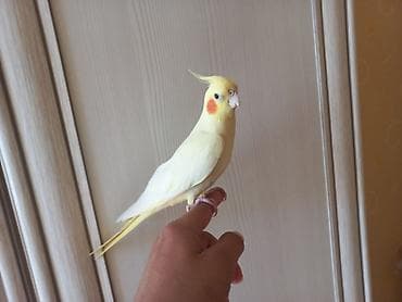 korella quş: Növ: Nimfa (Cockatiel), sarı/albino rəng çaları Xüsusiyyətlər: - Başda — 1