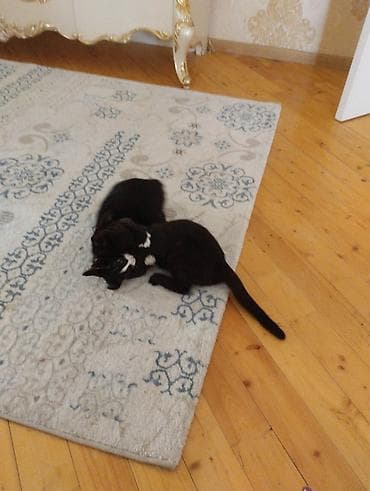 bala afçarka: Yaxşı əllərə — 10