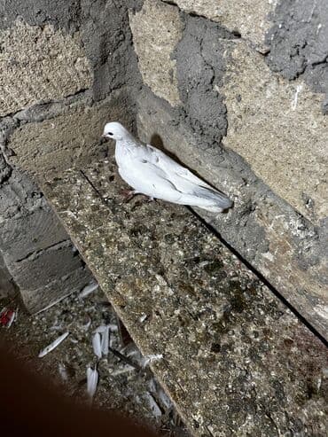 göyercin yuvası: Salam 18.19 quwdi hamsi tam sağlamdi oz quwdarimdi isimle elaqeder — 15