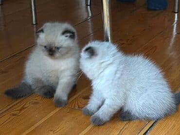 pişiklərin qiyməti: Şotland, Erkək — 5