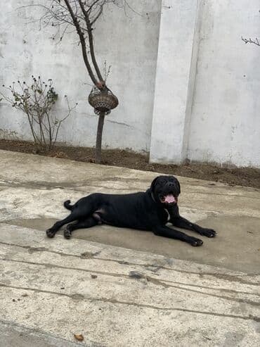 Собаки: Кане-корсо — 2