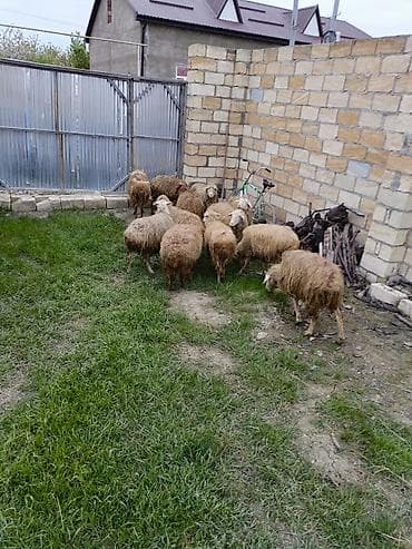 cuce ve xoruz temsili: 12 baş orta yaş qoyunlar satılır — 6