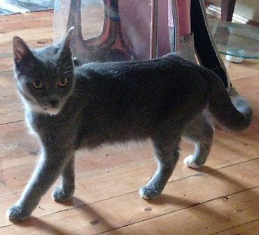 şinşila pişik: Britan, Dişi, Yaxşı əllərə, Pulsuz çatdırılma, Ödənişli çatdırılma — 2