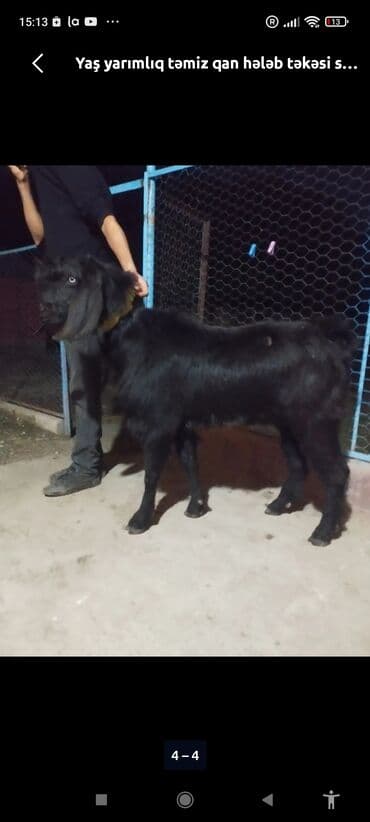 iri buynuzlu heyvan satisi: Salam Mene 50,60 baw Erkek cepiw lazimdi. Saxlamaq ucun. Kimde varsa — 1