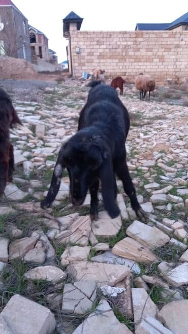 Digər kənd təsərrüfatı heyvanları: Təmiz dişi cins hələb. sağlam aktiv heyvandilar. qiymət birinə aiddir — 1