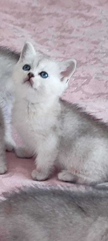 Британская