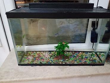 akvarım: Akvaryum dəsti – şüşə korpuslu, qapaqlı Xüsusiyyətlər: - Düzbucaqlı — 2