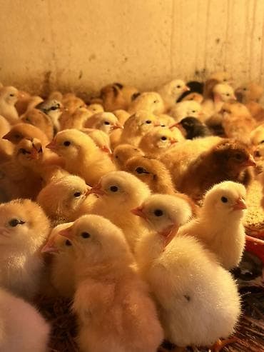 ordək cucəsi: Məhsul: 🐥 Təzə çıxmış kənd cücələri satılır – say məhduddur! Təzə — 4