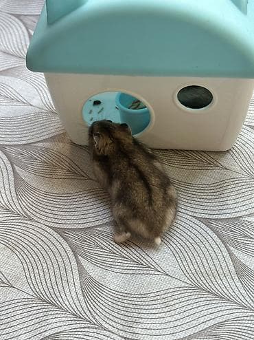 Heyvanlar: Salam 2 dənə hamster balası satılır yuvasıyla birlikdə yanında — 4