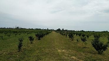 Salam Xudatın Digah kəndində 50.sot torpaq sahəsi satılır fındıq