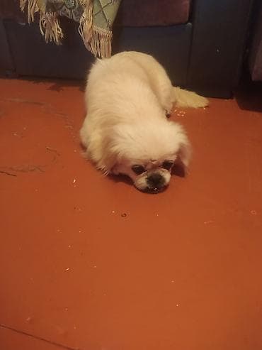 Pekines, 2 il, Dişi, Peyvəndli, Ünvandan götürmə