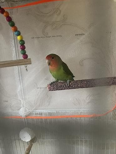 popugay satisi: Məhsul: Sevimli papuqay cütlüyü – Agapornis (Lovebird) Təsvir: -bir — 5