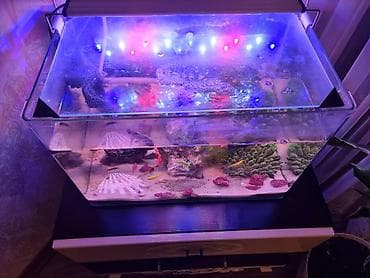 akvarium 90x40x50: Dördbucaq akvarium, Balıqlarla birlikdə, 40 l — 4