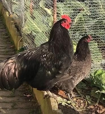 toyuq satılır: Avstralorp və Xarkov Cücələri Satılır! ​Yüksək məhsuldarlığı ilə — 3