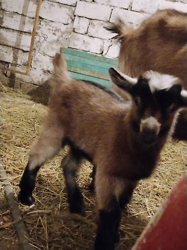 qara xaski: Cücərtiyə uyğun balaca keçi (oğlaq) - Növ: balalıq keçi/oğlaq - Rəng — 1