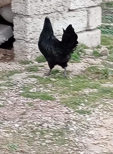 xoruzlar: ❗Təcili satiram❗ayam cemani ilə astroloq qarişiği 2 xoruz 1 fere — 3