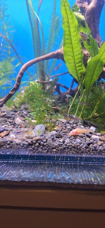 С/х животные и товары: Гуппи, Мирные, Самовывоз — 6