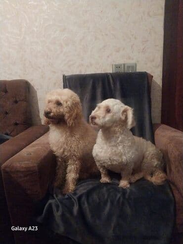 купить хаски щенка: Пудель, Самец — 2