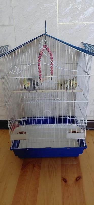 quşlar: Iki eded korella fere xoruz saglam quslardi cutu 130 manata qefesle — 2