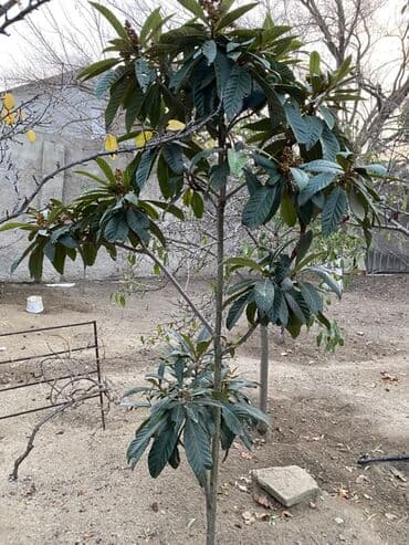 cia toxumu bakida: Məlumat: Nespola (muşmula/loquat) ağacı - Bitki növü: Həmişəyaşıl — 1