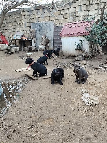 Птицы: 1 месяц, С прививками, Самовывоз, Бесплатная доставка, Платная доставка — 10