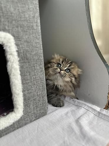 ən gözəl pişik adları: Şəkillərdəki bala pişik – uzun tüklü, yumşaq və sıx xəzə sahib, iri — 3