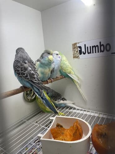 coban iti haqqinda melumat: Bülbül (dalmatin naxışlı, mavi-ağ rəng çaları) – əhliləşdirilmiş — 14