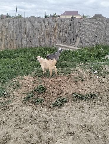 lalafo az heyvanlar: İki baş keçi - Növ: Yerli keçi - Rənglər: biri krem/sarımtıl, digəri — 1