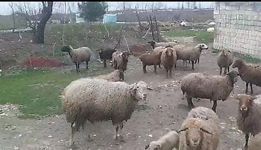 Qoyun sürüsü – ana qoyunlar və quzular - Təsərrüfat sürüsü