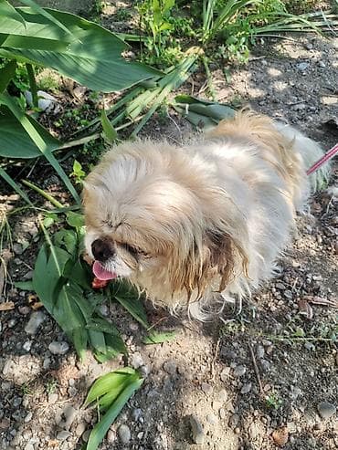 lələkli heyvanlar: Pekines, 11 ay, Erkek, Peyvəndli, Ödənişli çatdırılma — 3