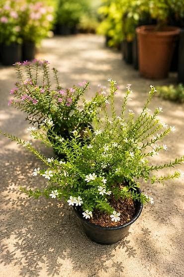 qara gül: Kufeya ( Cənnət gülü) dekorativ çiçək kolu iki rəngi var.Çəhrayı və — 5