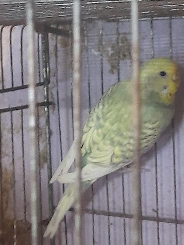 amadin qusu: Cut satilir ataspenqel ana renbow cutu 20 manat 10 ayliq quslardi — 2