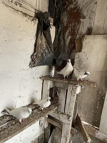 4 dene gözü xallı satılır real alıcıya endirim olacaq