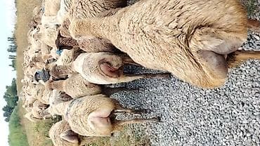at satisi qiymetleri: Dişi, il: 1, Damazlıq, Pulsuz çatdırılma — 5
