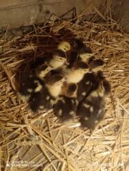 pişiyə verilən adlar: Lal ordey 10 denedi Unvan Xacmaz Qara Qurdu kəndi — 2