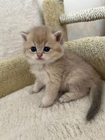 fars pisiyi: Qızıl şinşilla — 8