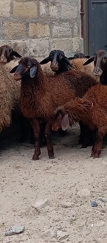 qala qoçu: Salam ünvan Bakıin maştağa kendi obşi 9 baş heyvanlar 1 baş qoçdu 1 — 10