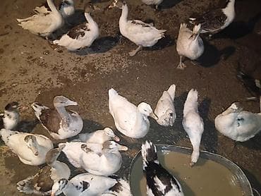 ördək qaz: Salam,yerli qaz və pekin ördək təsərrüfatı satılır.Ördəklər — 4