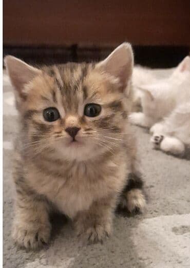 boyuməyən pişiklər: Britan — 5