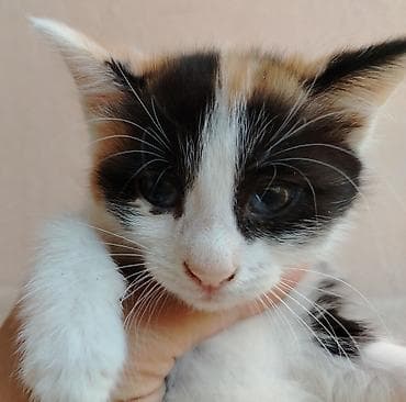 pulsuz video cat: Erkək, Dişi, Yaxşı əllərə — 10