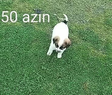 Sevimli balaca it balası satılır. - Rəng: ağ-qəhvəyi, üzündə qara at lalafo.az Sevimli balaca it balası satılır. - Rəng: ağ-qəhvəyi, üzündə qara