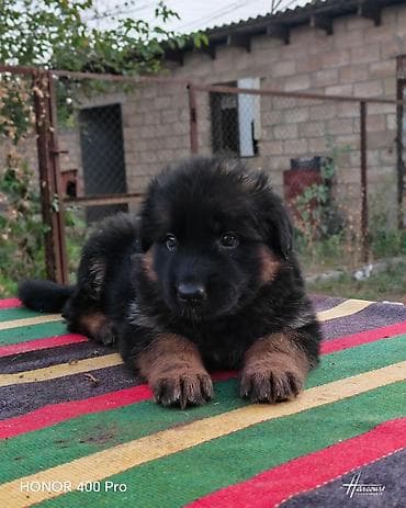 Alman çoban iti, Peyvəndli lalafo.az -da Alman çoban iti, Peyvəndli