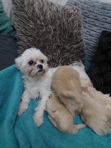 Salam cinsi maltes balonkaBalaca dekorativ it balaları – krem və açıq — 8